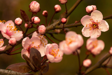 Obraz premium Beautifully сherry flowers closeup. Spring flowers.