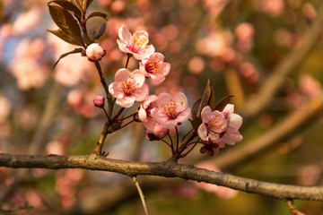 Beautifully сherry flowers closeup. Spring flowers.