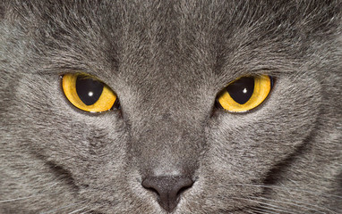 Yellow eyes of a grey British cat closeup
