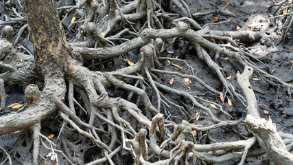 The roots of the mangroves