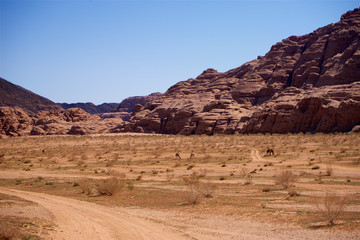 Herd of Wild Camels in Desert