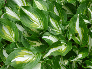 Fresh green leaves of a hosta in spring.  Taken in Cardiff, South Wales, UK
