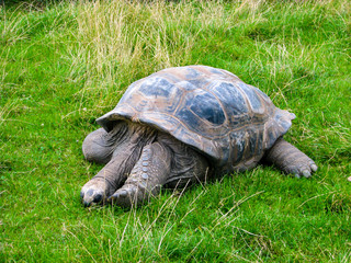 Big turtle resting. Big turtle sleeping in the grass.