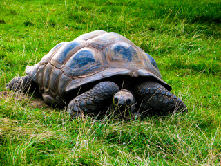A large lazy turtle eats grass in a lying position