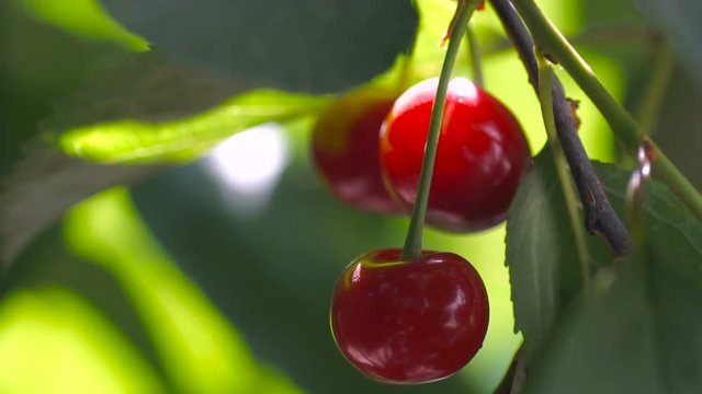 Red sour cherry tree branch with pair of tasty fruit on wind. Close-up cherry tree branches and fruit