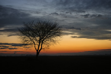 Fototapeta na wymiar Silhouette of a lone tree against the twilight sky during blue hour in Transylvania, Romania