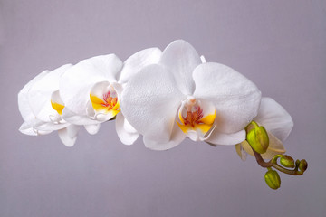 Fototapeta na wymiar nature background macro white Orchid flowers