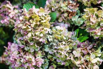 hydrangea flowers in the garden