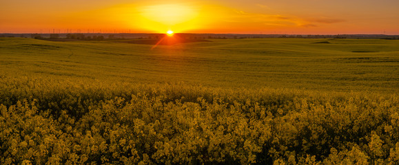 spring field landscape at sunset