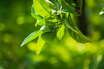 lime fruits on the tree