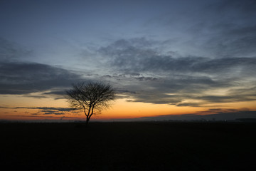 Naklejka na ściany i meble Silhouette of a solitary tree against the evening twilight sky during blue hour