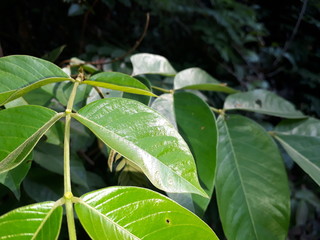 verde acre