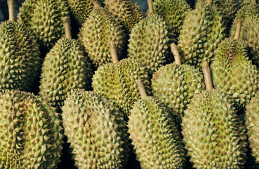 Fresh durian tropical fruit on the shelf for sale in the market. Macro image.