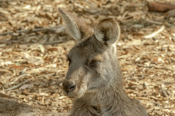 Grey Forester Head