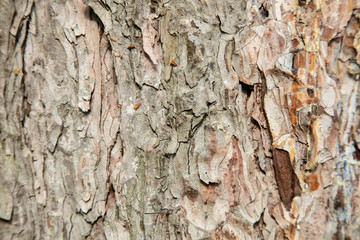 close up on a tree trunk, nice background 