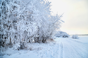 Snowy road among the trees covered with frost on a winter