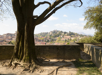 Landscape view of Bergamo Alta seen from under a beautiful tree in the park of the Bergamo's fortress