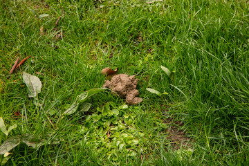 dog droppings on the grass in a public park