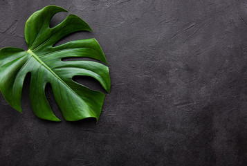 Tropical leaves monstera © Olena Rudo