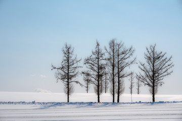 A group big Christmas tree stand on snow ground with beautiful blue sky at background. Location is in Biei-cho located in the southeastern part of Asahikawa city, Hokkaido, Japan.