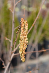 Common hazel
