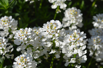 Evergreen candytuft Tahoe