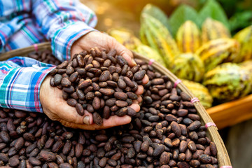 Hands holding Cocoa Beans, Aromatic cocoa beans as background, Cocoa Beans and Cocoa Fruits on...