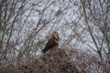 Mäusebussard, Bussard, Jagd, Wild, Vogel, Raubvogel, Wildvogel