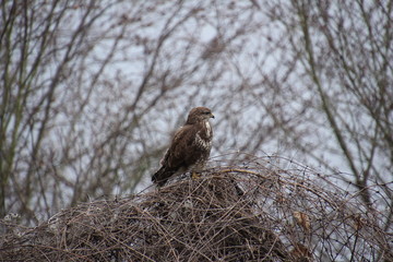 Mäusebussard, Bussard, Jagd, Wild, Vogel, Raubvogel, Wildvogel
