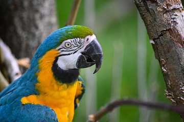 Ara © photoloulou91