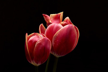 Fototapeta premium A beautiful tulip. Water drops on flower petals. Tulips on Dark background