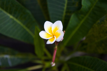 Plumeria (Frangipani) flower in the tropical rainforest