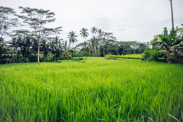 Paddy rice field in clear light day