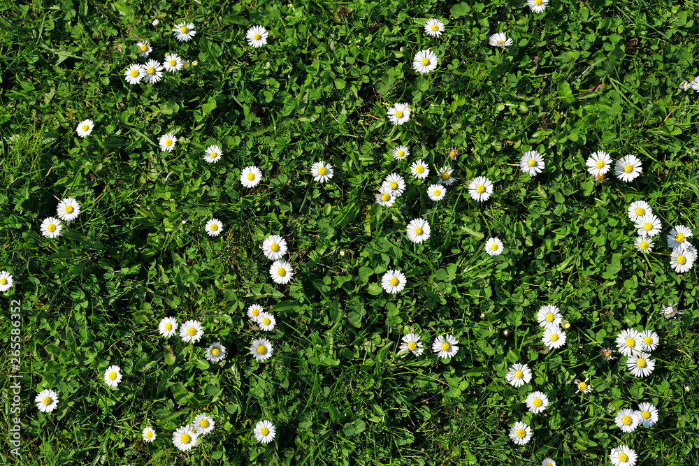 Sticker several daisies blooming in the lawn.