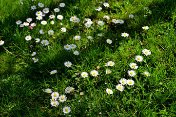 Several daisies blooming in the lawn.