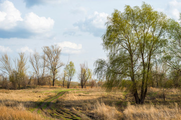 spring, all nature is just waking up, and not all trees have blossomed, the leaves