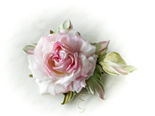 Beautiful white pink flower rose on white background. Flowering open head of rose with green leaves. Close-up rose petals. View from above