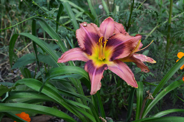 Obraz premium Beautiful flowers of daylily in the city yard. Each flower blooms only one day.