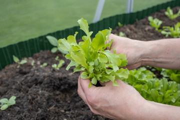 salat erde pflanzen bio