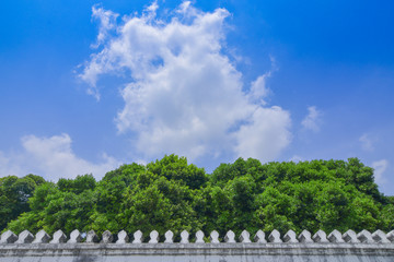 Fototapeta na wymiar garden exterior environment landscape design wallpaper pattern concept of green tree and old white concrete palace wall frame on blue sky background with empty copy space for text