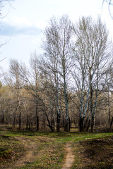 spring, all nature is just waking up, and not all trees have blossomed, the leaves