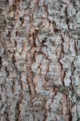 rinde baum struktur rauh