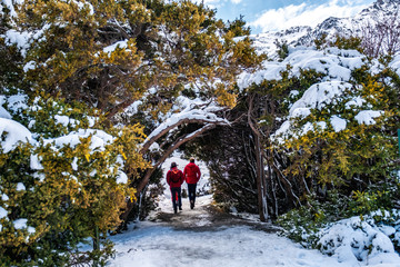 Obraz premium People walking through a trees tunnel covered with snow after a snowy day.