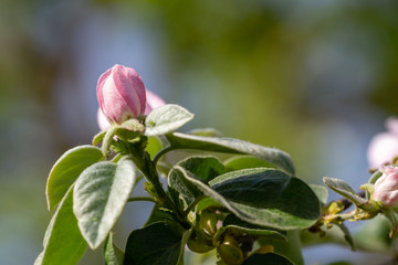 pale pink Bud of the quince in spring garden