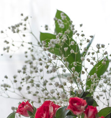 Gypsophila light, airy mass of small white flowers in a bouquet