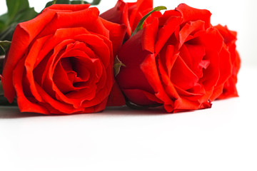 bright red roses on white background with copy space