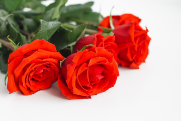 red roses on white background with copy space