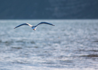 Seagull on flight
