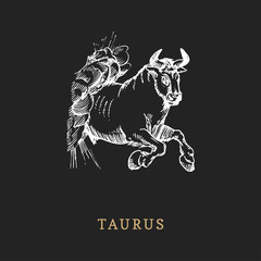 Taurus zodiac symbol, hand drawn in engraving style. Vector graphic retro illustration of astrological sign Bull.