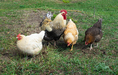 Cock with hen at solar day by springtime